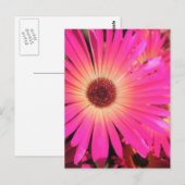 Carte Postale Bright Rose Daisies (Devant / Derrière)