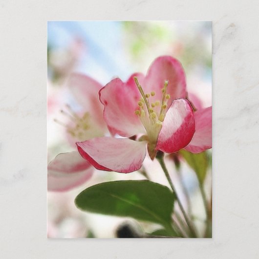 Carte Postale Bright Spring Apple Blossings (Devant)