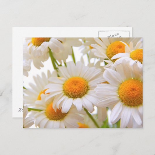 Carte Postale Bright Summer Daisies Fleurs (Devant / Derrière)