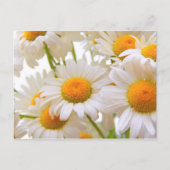 Carte Postale Bright Summer Daisies Fleurs (Devant)