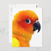 Carte Postale Brillant Sun Conure (Devant / Derrière)