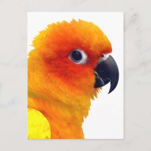 Carte Postale Brillant Sun Conure (Devant)