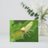Carte postale Brimstone Moth (Debout devant)