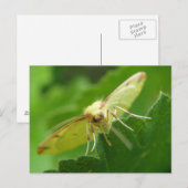 Carte postale Brimstone Moth (Devant / Derrière)