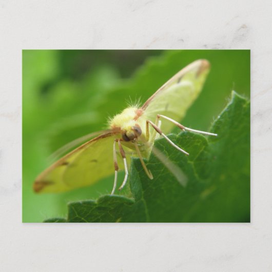Carte postale Brimstone Moth (Devant)