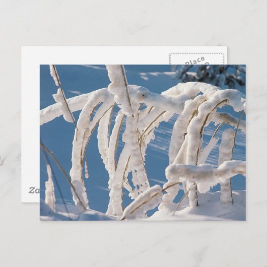 Carte Postale Brindilles couvertes de neige (Devant / Derrière)