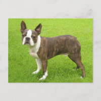 Brindle Boston Terrier Chien chiot Puppy Penser de