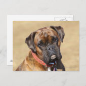 Carte Postale Brindle Boxer Chien (Devant / Derrière)