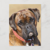 Carte Postale Brindle Boxer Chien (Devant)