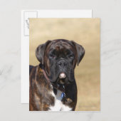 Carte Postale Brindle Boxer Chien debout (Devant / Derrière)