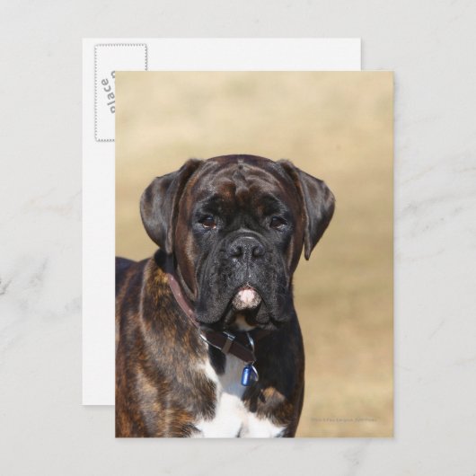 Carte Postale Brindle Boxer Chien debout (Devant / Derrière)