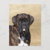 Carte Postale Brindle Boxer Chien debout (Devant)