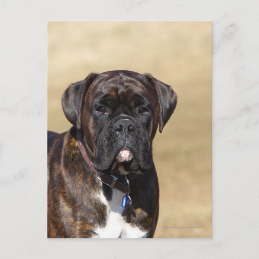 Carte Postale Brindle Boxer Chien debout (Devant)