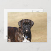 Carte Postale Brindle Boxer Chien debout (Devant / Derrière)