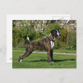 Carte Postale Brindle Boxer Dog Show Stance (Devant / Derrière)