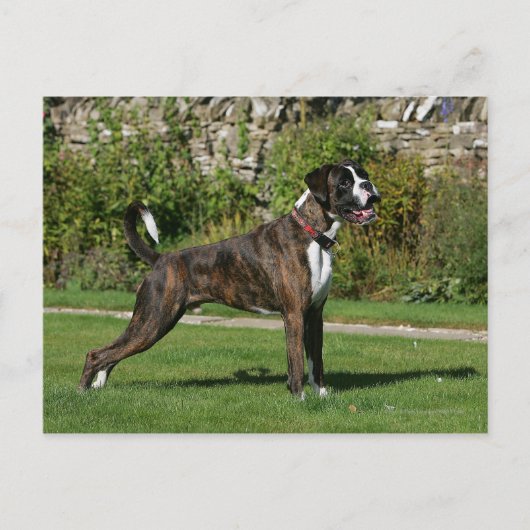 Carte Postale Brindle Boxer Dog Show Stance (Devant)