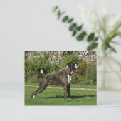 Carte Postale Brindle Boxer Dog Show Stance (Debout devant)