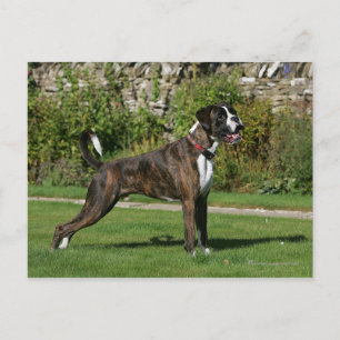 Carte Postale Brindle Boxer Dog Show Stance