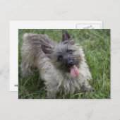 Carte postale Brindle Cairn Terrier (Devant / Derrière)