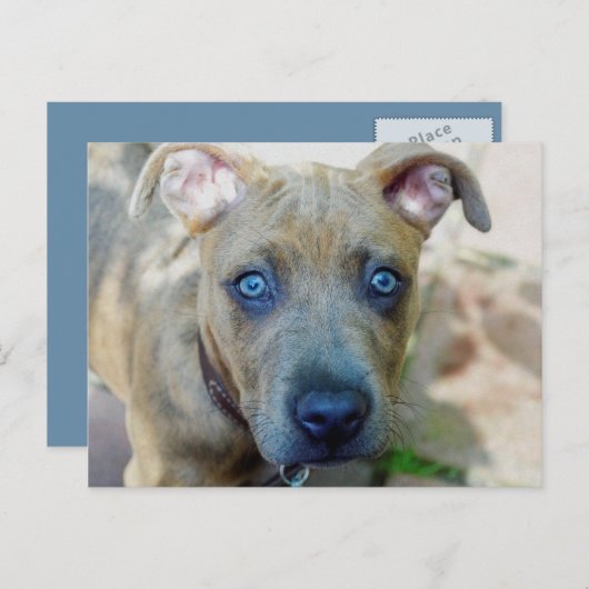 Carte Postale Brindle Pit Bull Puppy par Shirley Taylor (Devant / Derrière)
