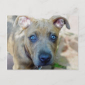 Carte Postale Brindle Pit Bull Puppy par Shirley Taylor (Devant)