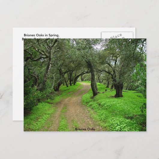 Carte Postale Briones Oaks (Devant / Derrière)