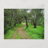 Carte Postale Briones Oaks (Devant)