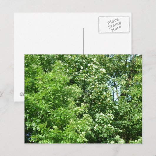 Carte Postale Brise d'été (Devant / Derrière)