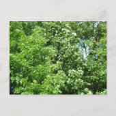 Carte Postale Brise d'été (Devant)