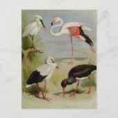 Carte Postale British Birds, Illustrations D'Art (Devant)