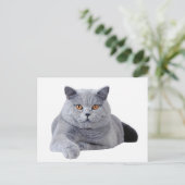 Carte Postale British shorthair (Debout devant)