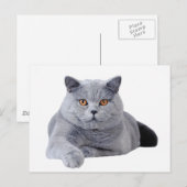 Carte Postale British shorthair (Devant / Derrière)