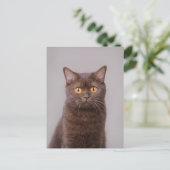 Carte Postale British shorthair (Debout devant)