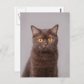Carte Postale British shorthair (Devant / Derrière)