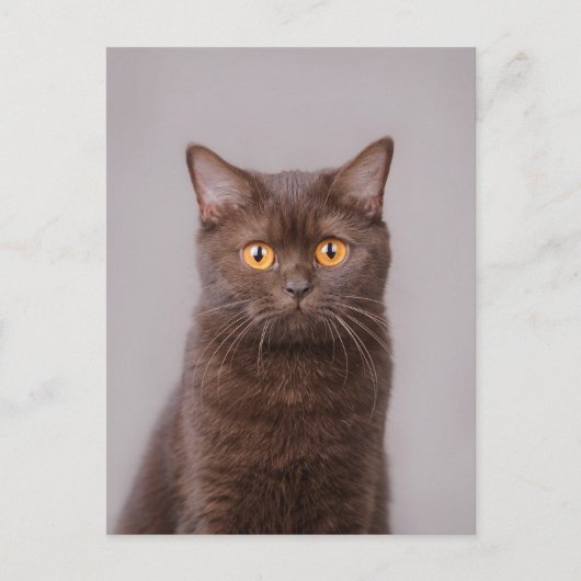 Carte Postale British shorthair (Devant)