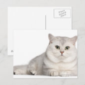 Carte Postale British Shorthair (2 ans) devant (Devant / Derrière)