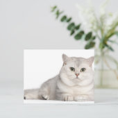 Carte Postale British Shorthair (2 ans) devant (Debout devant)