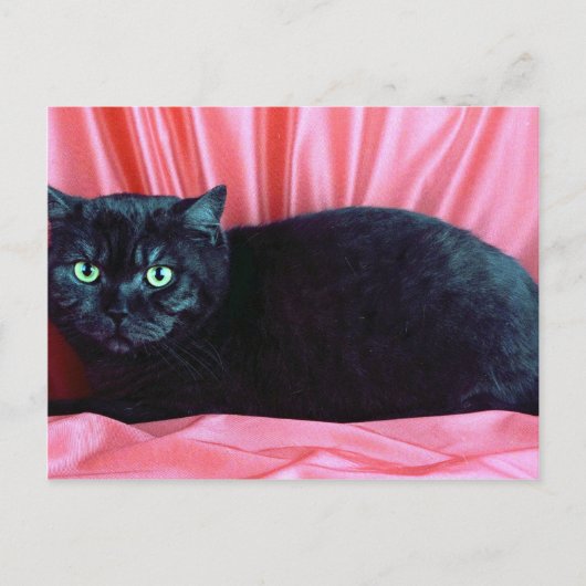 Carte Postale British Shorthair, fumée noire (Devant)