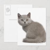 Carte Postale British Shorthair Kitten | 10 Semaines (Devant / Derrière)