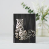 Carte Postale British Shorthair, tabby argenté (Debout devant)