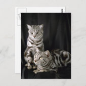 Carte Postale British Shorthair, tabby argenté (Devant / Derrière)