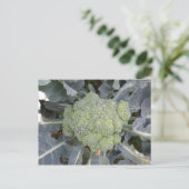 Carte postale Broccoli (Debout devant)