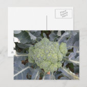 Carte postale Broccoli (Devant / Derrière)