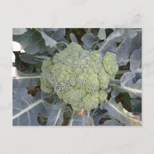 Carte postale Broccoli (Devant)
