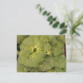Carte Postale Brocoli (Debout devant)