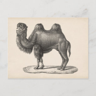 Carte Postale Brodtmann Camel Sketch
