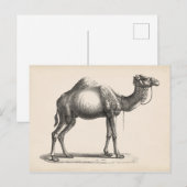 Carte Postale Brodtmann Dromedary Camel croquis (Devant / Derrière)
