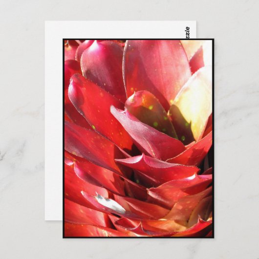 Carte Postale Bromeliad (Devant / Derrière)