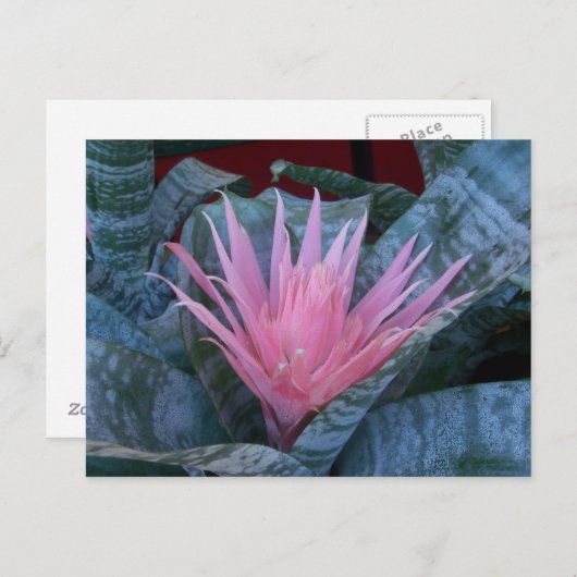Carte postale Bromeliad (Devant / Derrière)