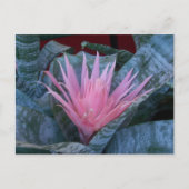 Carte postale Bromeliad (Devant)